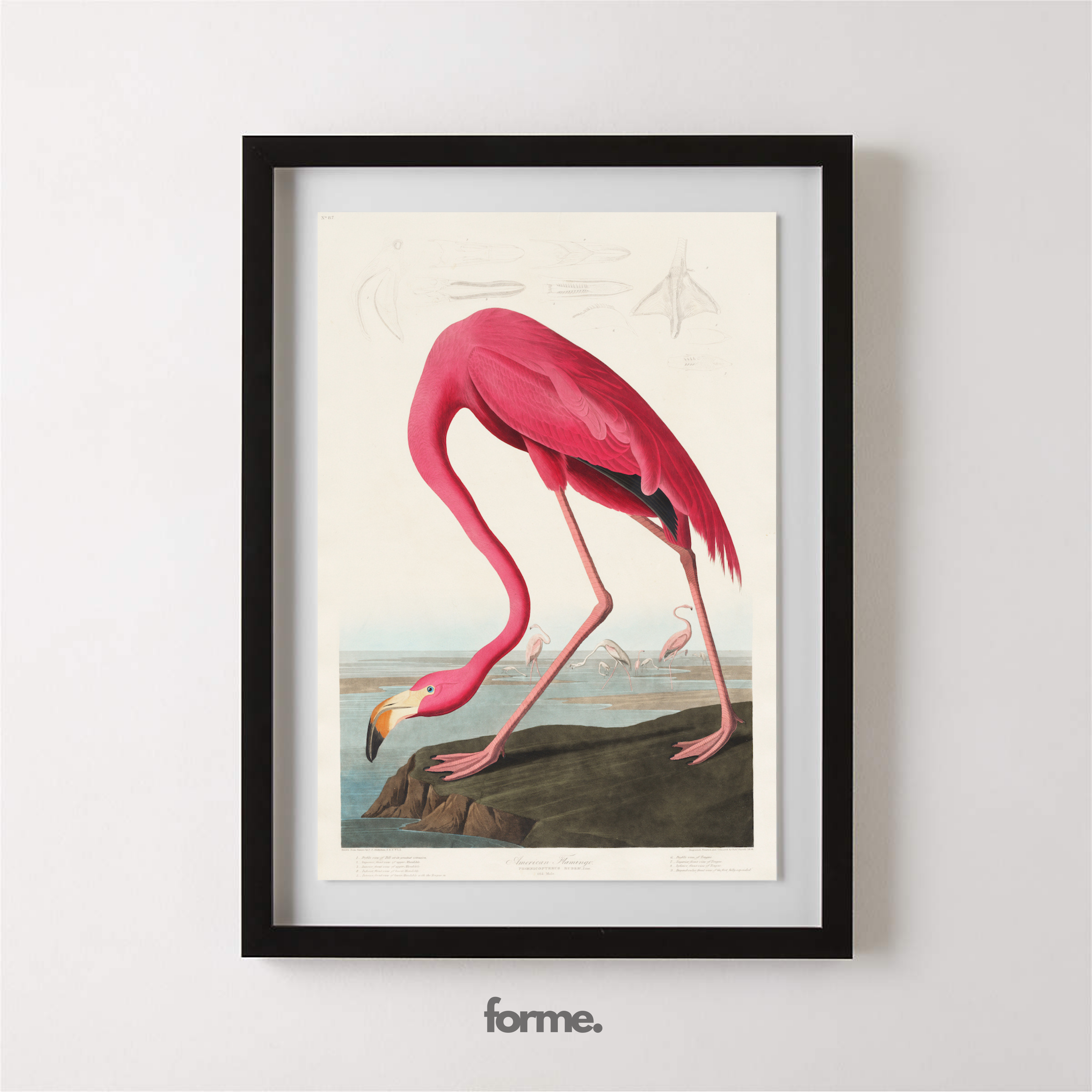 Flamant Rose